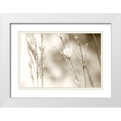 Grass at Dawn White Modern Wood Framed Art Print with Double Matting by Stalus, Judy