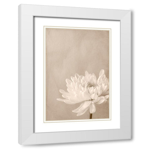 Crysanthemum White Modern Wood Framed Art Print with Double Matting by Stalus, Judy