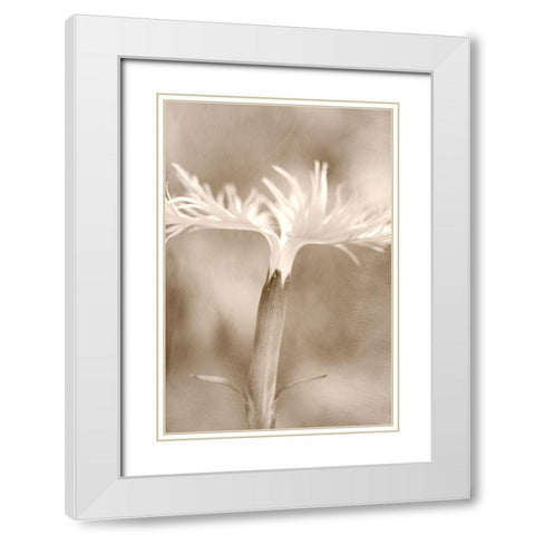 Dianthus White Modern Wood Framed Art Print with Double Matting by Stalus, Judy