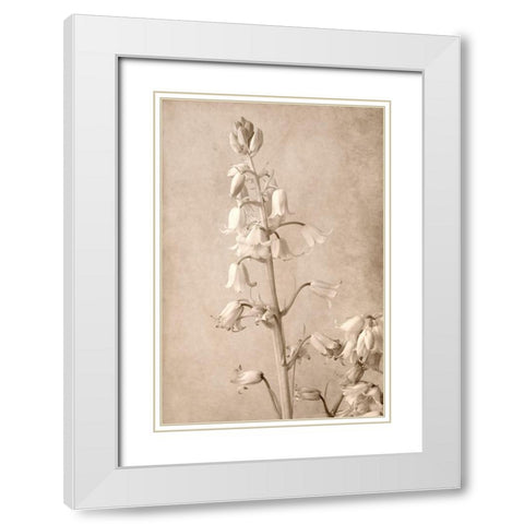 Spanish Bells White Modern Wood Framed Art Print with Double Matting by Stalus, Judy