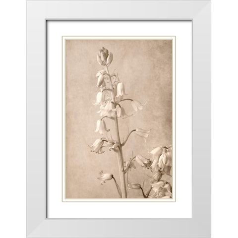 Spanish Bells White Modern Wood Framed Art Print with Double Matting by Stalus, Judy