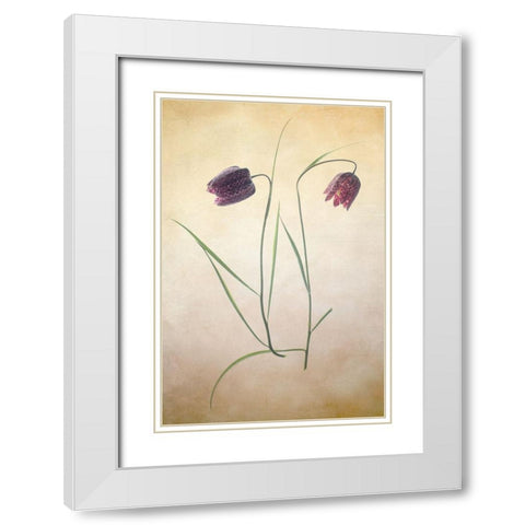 Fritillare I White Modern Wood Framed Art Print with Double Matting by Stalus, Judy