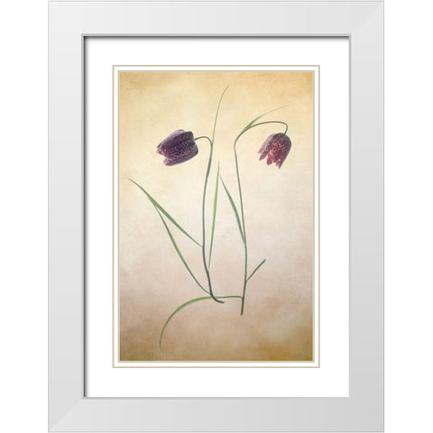 Fritillare I White Modern Wood Framed Art Print with Double Matting by Stalus, Judy