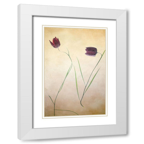 Fritillare II White Modern Wood Framed Art Print with Double Matting by Stalus, Judy