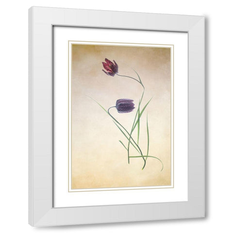 Fritillare III White Modern Wood Framed Art Print with Double Matting by Stalus, Judy