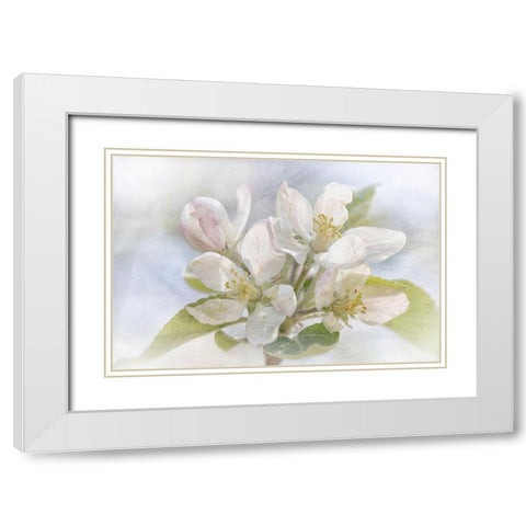 Spring Blossoms White Modern Wood Framed Art Print with Double Matting by Stalus, Judy