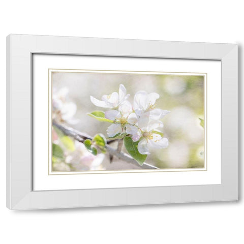Apple Blossoms White Modern Wood Framed Art Print with Double Matting by Stalus, Judy