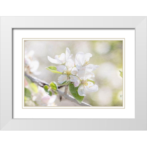 Apple Blossoms White Modern Wood Framed Art Print with Double Matting by Stalus, Judy