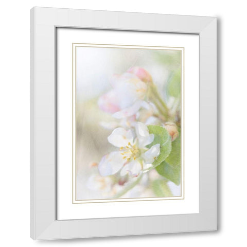 Sunlit Blossom White Modern Wood Framed Art Print with Double Matting by Stalus, Judy