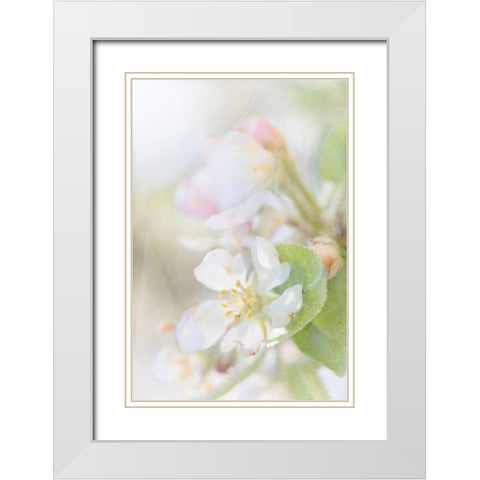 Sunlit Blossom White Modern Wood Framed Art Print with Double Matting by Stalus, Judy