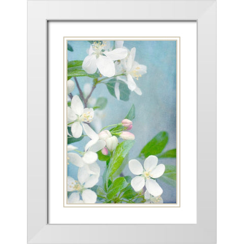 White Blossoms White Modern Wood Framed Art Print with Double Matting by Stalus, Judy