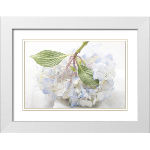 Blue Hydrangea White Modern Wood Framed Art Print with Double Matting by Stalus, Judy