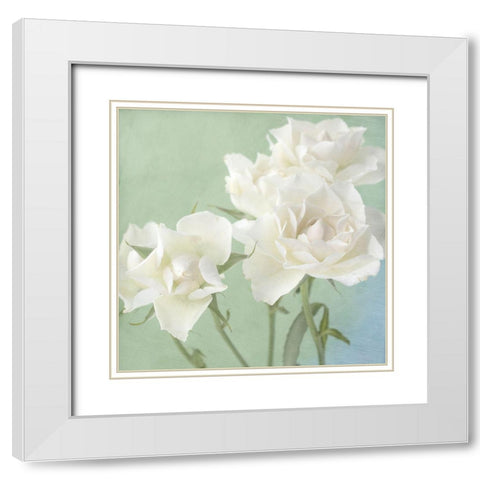 White Rose White Modern Wood Framed Art Print with Double Matting by Stalus, Judy