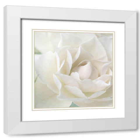 Rose White Modern Wood Framed Art Print with Double Matting by Stalus, Judy