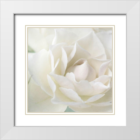 Rose White Modern Wood Framed Art Print with Double Matting by Stalus, Judy