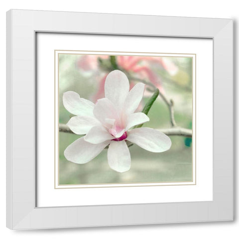 Magnolia Blossom White Modern Wood Framed Art Print with Double Matting by Stalus, Judy