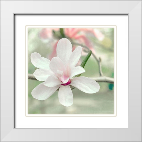Magnolia Blossom White Modern Wood Framed Art Print with Double Matting by Stalus, Judy