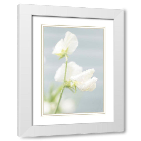 White Sweet Pea White Modern Wood Framed Art Print with Double Matting by Stalus, Judy