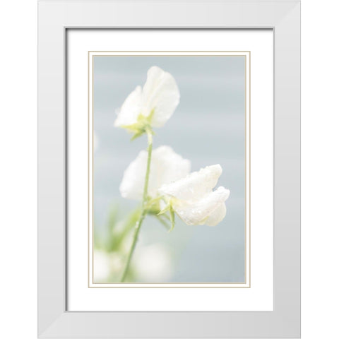White Sweet Pea White Modern Wood Framed Art Print with Double Matting by Stalus, Judy