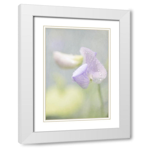 Purple Sweet Pea White Modern Wood Framed Art Print with Double Matting by Stalus, Judy