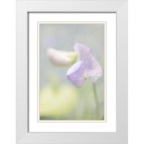 Purple Sweet Pea White Modern Wood Framed Art Print with Double Matting by Stalus, Judy