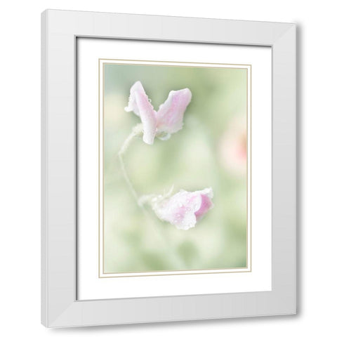 Pink Sweet Pea White Modern Wood Framed Art Print with Double Matting by Stalus, Judy