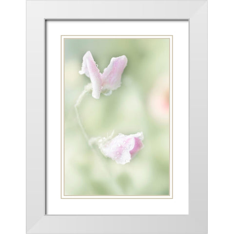 Pink Sweet Pea White Modern Wood Framed Art Print with Double Matting by Stalus, Judy