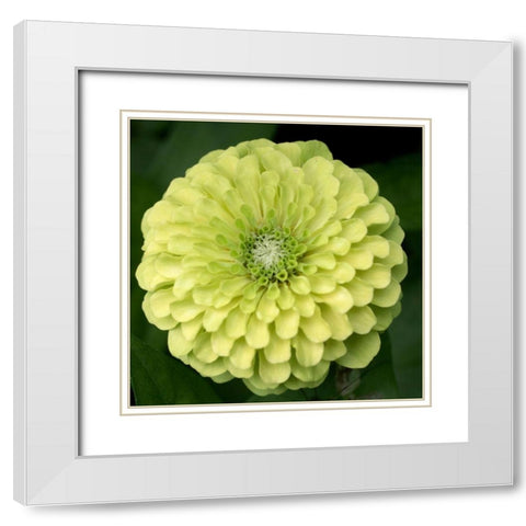 Green Zinnia White Modern Wood Framed Art Print with Double Matting by Stalus, Judy