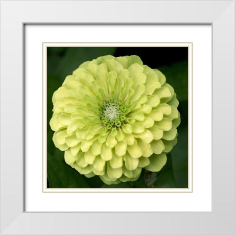 Green Zinnia White Modern Wood Framed Art Print with Double Matting by Stalus, Judy