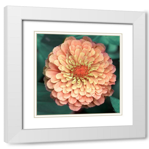 Scrumptuous White Modern Wood Framed Art Print with Double Matting by Stalus, Judy