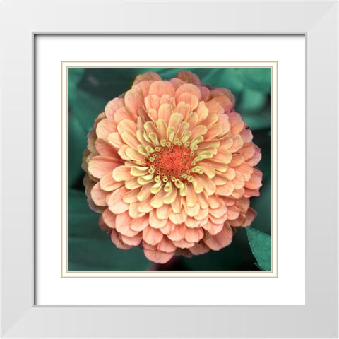 Scrumptuous White Modern Wood Framed Art Print with Double Matting by Stalus, Judy