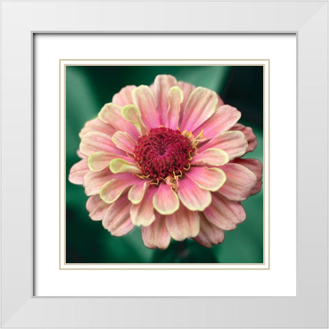 Pretty Lass White Modern Wood Framed Art Print with Double Matting by Stalus, Judy