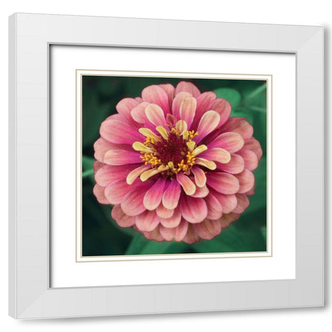 Bright Light White Modern Wood Framed Art Print with Double Matting by Stalus, Judy