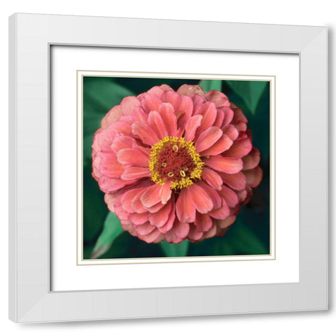 Pink Tangerine White Modern Wood Framed Art Print with Double Matting by Stalus, Judy