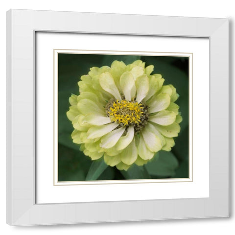 Lime Ade White Modern Wood Framed Art Print with Double Matting by Stalus, Judy