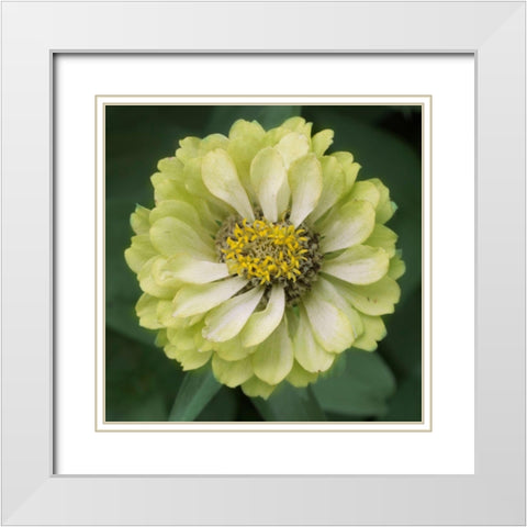 Lime Ade White Modern Wood Framed Art Print with Double Matting by Stalus, Judy