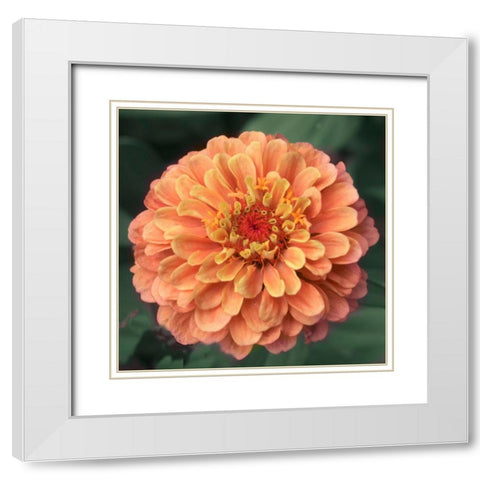 Petals White Modern Wood Framed Art Print with Double Matting by Stalus, Judy