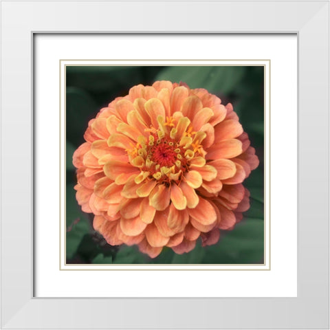 Petals White Modern Wood Framed Art Print with Double Matting by Stalus, Judy