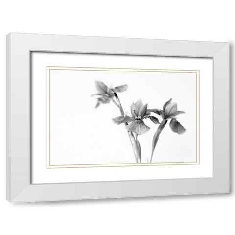Black Iris White Modern Wood Framed Art Print with Double Matting by Stalus, Judy