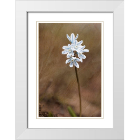 Spring White Modern Wood Framed Art Print with Double Matting by Stalus, Judy