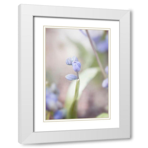 Scilla White Modern Wood Framed Art Print with Double Matting by Stalus, Judy