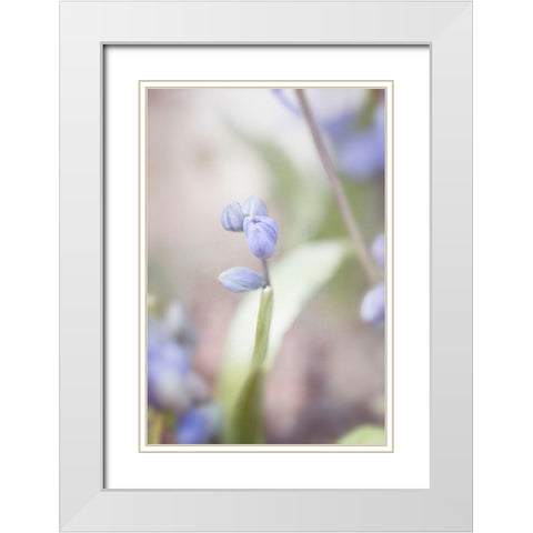 Scilla White Modern Wood Framed Art Print with Double Matting by Stalus, Judy