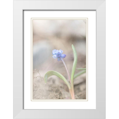 Spring Morning White Modern Wood Framed Art Print with Double Matting by Stalus, Judy