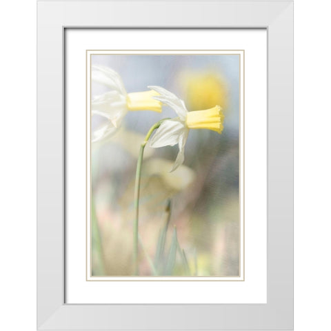 Jonquil White Modern Wood Framed Art Print with Double Matting by Stalus, Judy