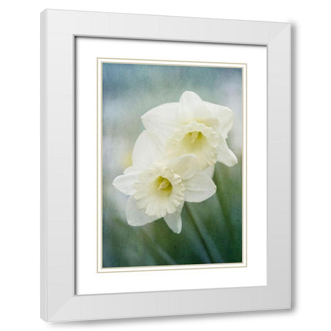 White Daffodils White Modern Wood Framed Art Print with Double Matting by Stalus, Judy