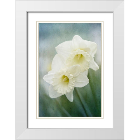 White Daffodils White Modern Wood Framed Art Print with Double Matting by Stalus, Judy