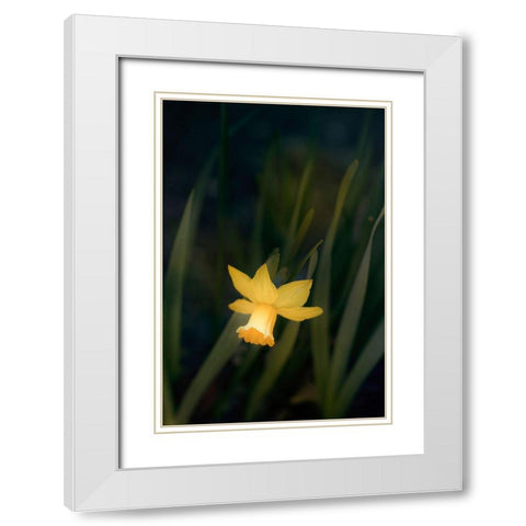 Narcissus White Modern Wood Framed Art Print with Double Matting by Stalus, Judy