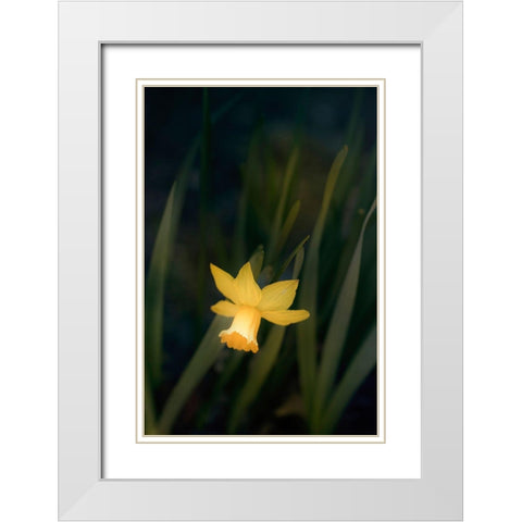 Narcissus White Modern Wood Framed Art Print with Double Matting by Stalus, Judy