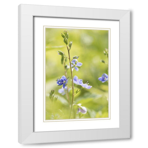 Sunny Day White Modern Wood Framed Art Print with Double Matting by Stalus, Judy