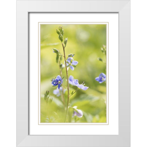 Sunny Day White Modern Wood Framed Art Print with Double Matting by Stalus, Judy